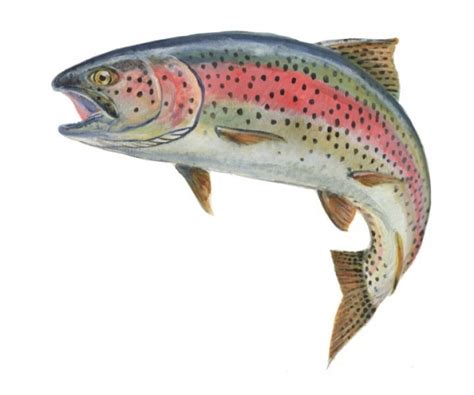 Rainbow Trout Clipart 20 Free Cliparts Download Images On Clipground 2024