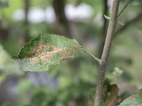 Apple Tree Leaves Curling And Turning Brown Uk Something Serious