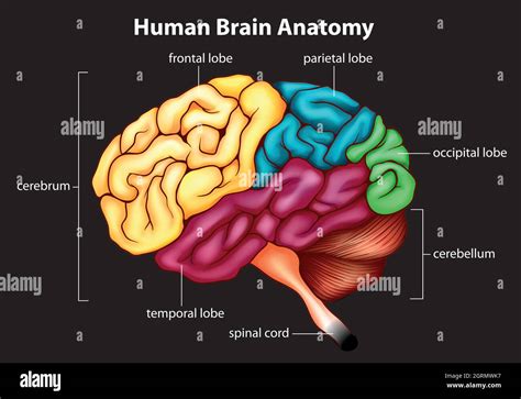 Das Menschliche Gehirn Stock Vektorgrafik Alamy