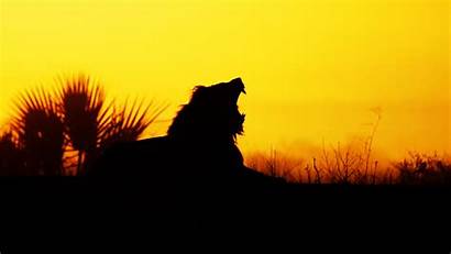 Lion Sunrise African Silhouette Africa Roaring Sunset