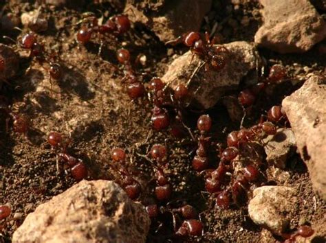 Red Imported Fire Ant Facts Anatomy Diet Behavior