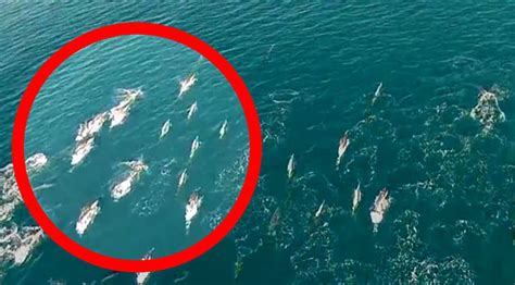 This Drone Footage Claims To Show Real Mermaids Caught On Tape