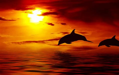 Sunset Beautiful Dolphin Wallpaper Free Wallpaper Hd Collection