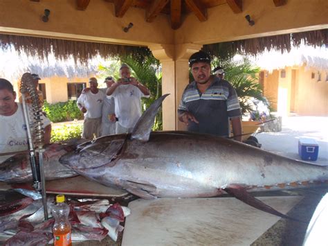 Pisces Fleet Sportfishing Blog Largest Tuna So Far Of The Year Caught