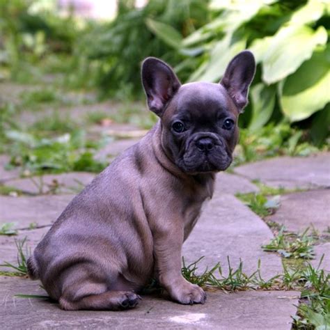 He's available for pet or with full akc breeding rights for an additional fee of 1k. Blue Fawn French Bulldog. I'm really really obsess with ...