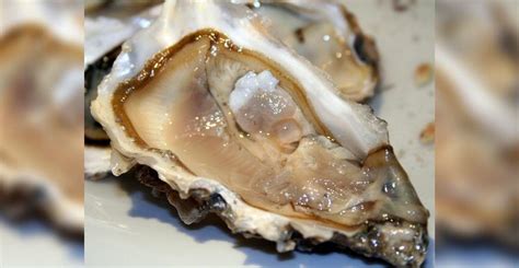 Sex Crazed Oysters Are Getting Herpes And Its Killing Them Iheart