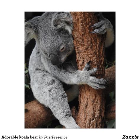 Adorable Koala Bear Poster Koala Animaux Images Gratuites