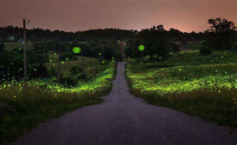 Capturing Fireflies Southeast Iowa Union