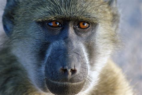 Baboons Social Status Dictates Food Source Nature World News
