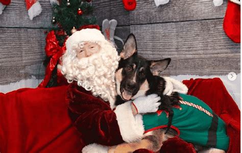 How To Get The Best Santa Photos With Your Dog The Dog People By