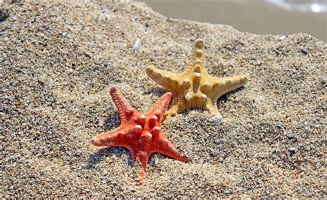 Summer Creation On The Beach With Sea Natural Creatures Stock Image