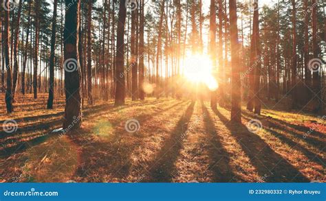Beautiful Sunrise Sun Sunshine In Sunny Spring Coniferous Forest