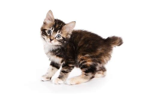 american bobtail cat breeds cats  care