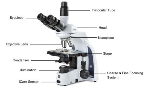 Ini Bagian Bagian Mikroskop Lengkap Dengan Penjelasan Dan Fungsi Fakta Id