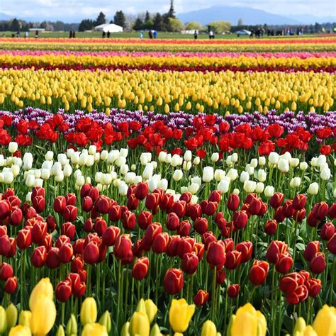 Today Tulips Are Celebrated Across The Country At A Number Of