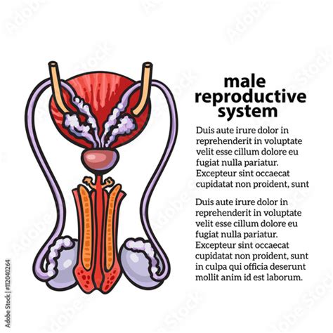 Male Reproductive System Vector Sketch Hand Drawn Illustration