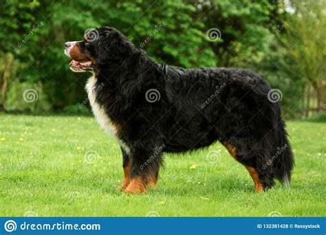 Funny Portrait Bernese Mountain Dog Stay On Grass Green