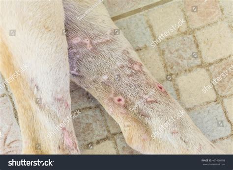 Bite Wound On Dogs Leg Stock Photo 461490193 Shutterstock