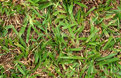 Narrow Leaved Carpet Grass Axonopus Affinis