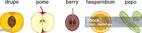 Berbagai Jenis Buahbuahan Drupe Pome Berry Hesperidium Dan Pepo Skema