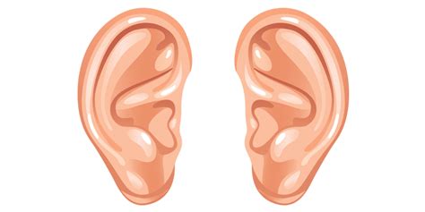 Ear Download Png Png All