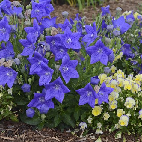 It has beautiful purplish blue flowers and dislikes hot or humid weather. Balloon Flower, Sentimental Blue - TheTreeFarm.com