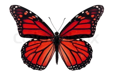 Red Monarch Butterfly Isolated On White Stock Image Colourbox
