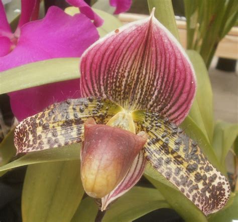 Plants Are The Strangest People Pretty Picture Paphiopedilum Delightfully Wood