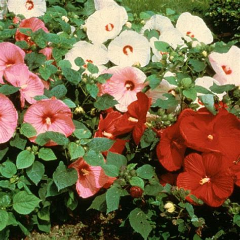 Rosemallow Mixed Hibiscus Moscheutos Moscheutos 10 Seeds