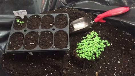 How To Transplant Seedlings From Mass Planted Seed Start Trays Youtube