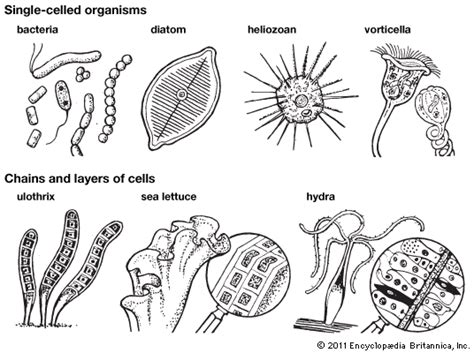 Single Celled Organisms Students Britannica Kids Homework Help