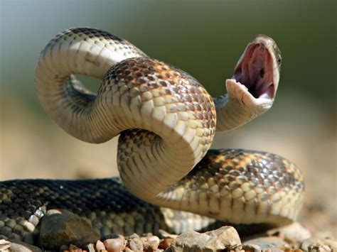To Scientists Surprise Even Nonvenomous Snakes Can Strike At