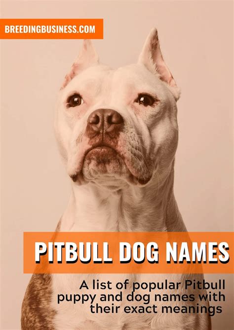 Pitbull Dog Names 170 Name Ideas For Pitbull Puppies