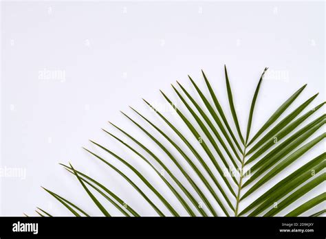 Palm Branch Leaves Stock Photo Alamy