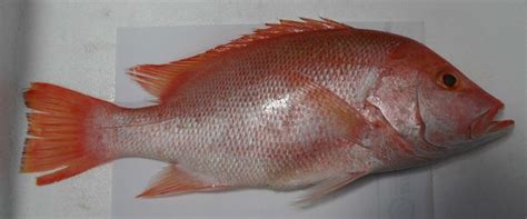 Meaning of tilapia in english. Akuatik Emas: Ikan Tilapia Merah
