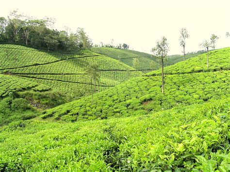 Sfoglia 15.349 tea plantation fotografie stock e immagini disponibili, o avvia una nuova ricerca per scoprire altre fotografie stock e. Tea Plantation in Idukki district, Kerala | RateTea Images