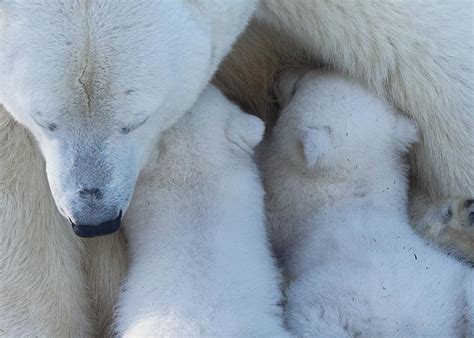 Polar Bear Mom Feeding Twins Cub Photograph By Anton Belovodchenko