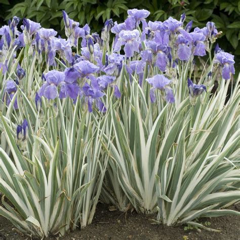 Iris, Bearded Variegated - TheTreeFarm.com