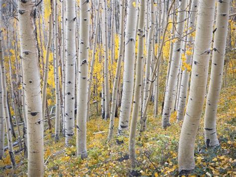 Interesting Facts About Birch Trees Hunker