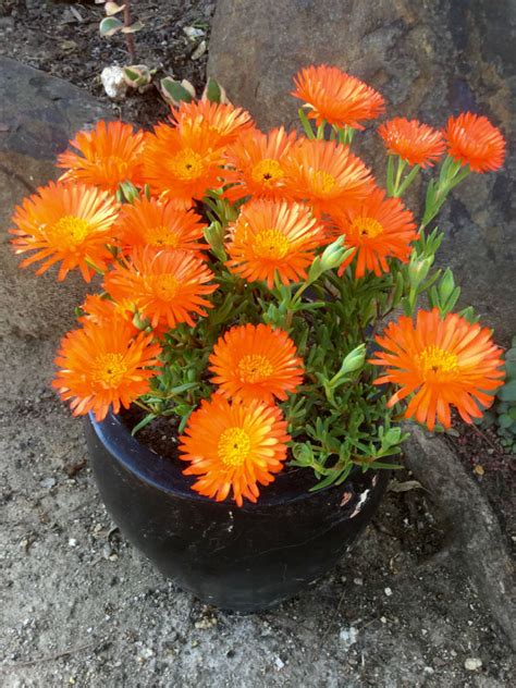 What you do for kids and teenagers is more important than anything else your church does. Lampranthus aurantiacus (Orange Ice Plant) | World of ...