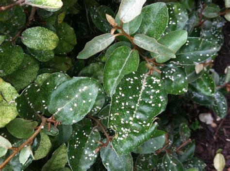 What Are These White Spots On My Eleagnus