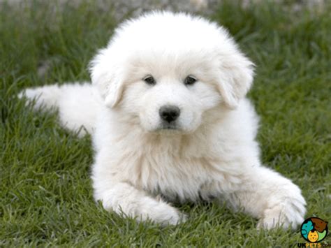 And you really want to be sure you are making the perfect choice! Pyrenean Mountain Dog Dog Breed | UKPets