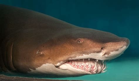 Aquarium Of The Pacific Online Learning Center Sand Tiger Shark