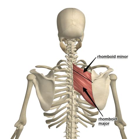 The Rhomboid Muscle And Its Attachments Yoganatomy