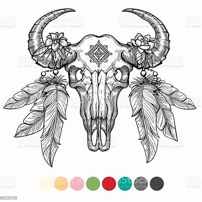 Skull Animal Bison Vector Head Coloring Buffalo
