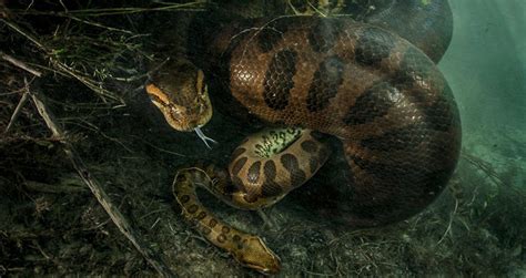 Anaconda Snake Wrapping Anaconda Gallery