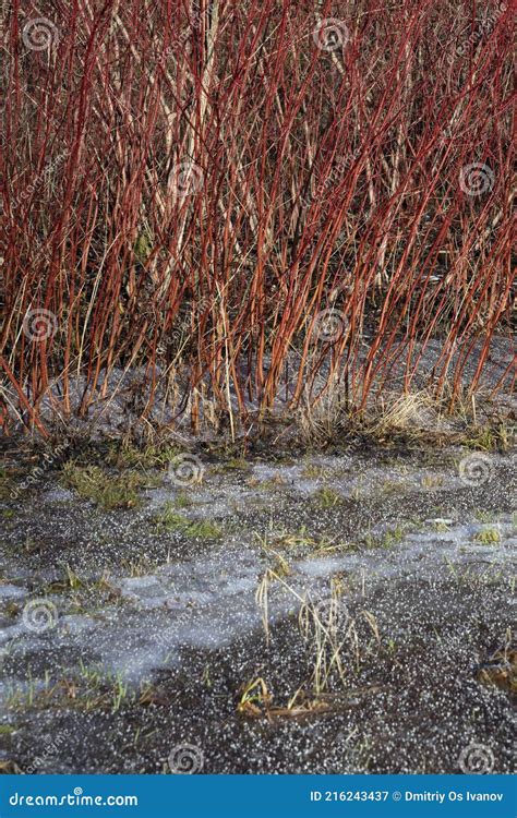 Early Spring Landscape With A Shrub Of Red Willow Stock Image Image