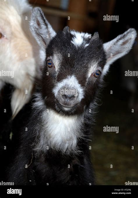 Baby Goat Child Hi Res Stock Photography And Images Alamy