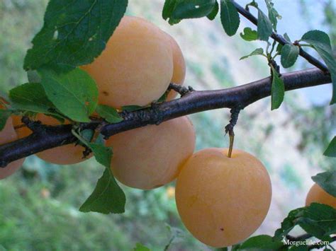 How To Grow Plums Growing And Caring For Plums