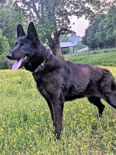 Dog for Adoption - MIDNIGHT GEM, a German Shepherd Dog in Saddle Brook